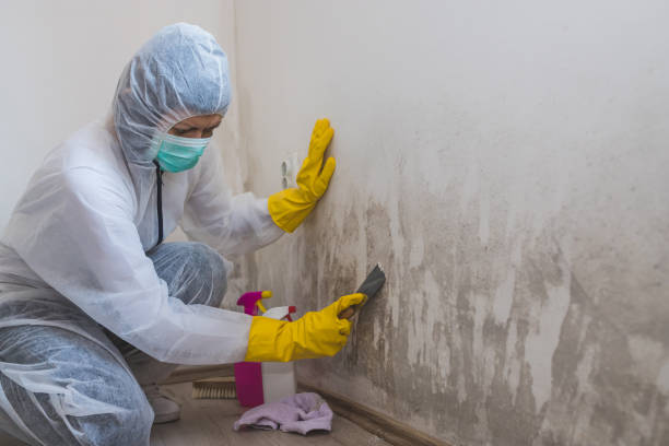 Best Mold Testing and Removal  in Smithers, WV