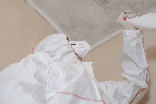Best Same-Day Mold Removal  in Smithers, WV