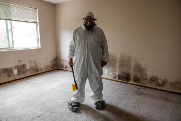 Best Mold Remediation  in Smithers, WV