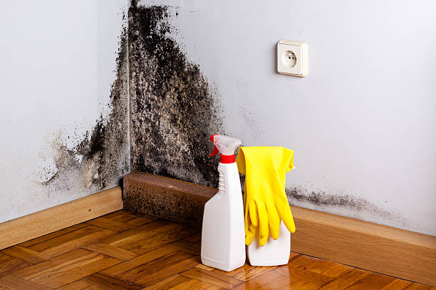 Best Fast Mold Removal  in Smithers, WV