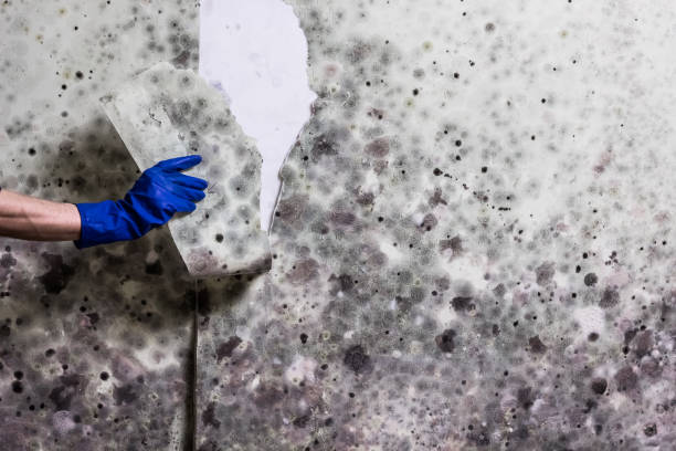 Best Toxic Mold Removal  in Smithers, WV