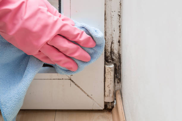 Best Mold Damage Repair  in Smithers, WV